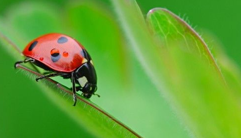 quaderno di campagna e tracciabilità biologica